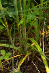 Carex sordida