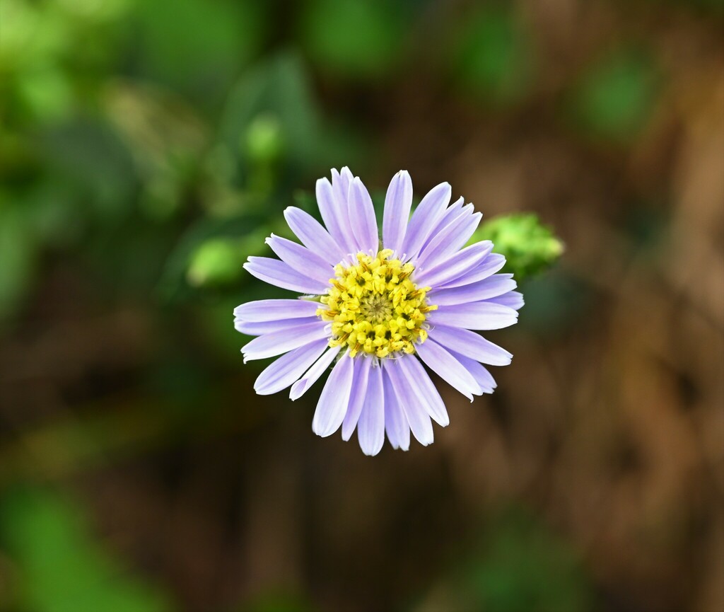 Aster turbinatus