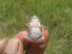 Arthroleptis stenodactylus