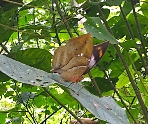 African leaf butterfly
