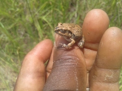 Arthroleptis stenodactylus