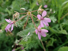 Erodium cicutarium