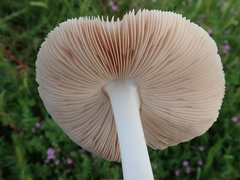 Volvopluteus gloiocephalus