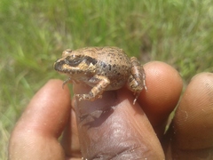 Arthroleptis stenodactylus