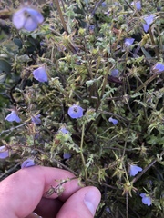 Pholistoma auritum arizonicum