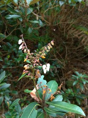 Pieris japonica taiwanensis