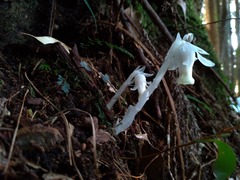 Monotropastrum humile