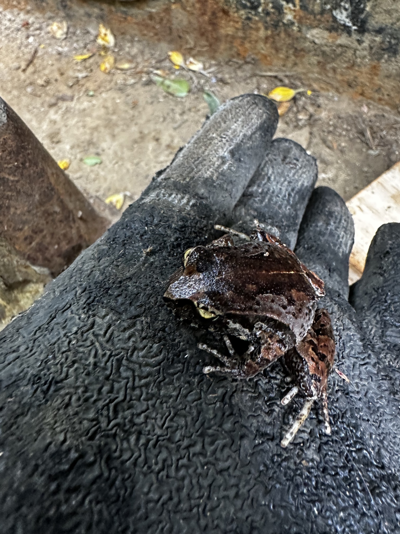 Eupsophus calcaratus (Günther, 1881)