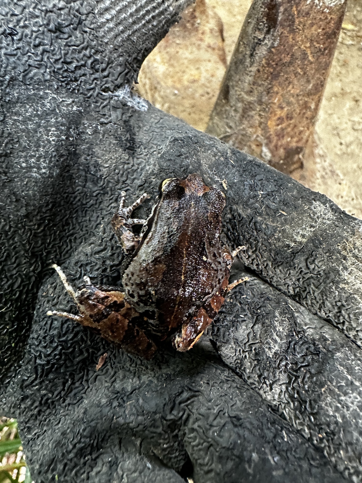 Eupsophus calcaratus (Günther, 1881)