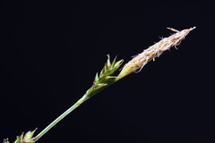 Carex subebracteata