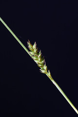 Carex subebracteata