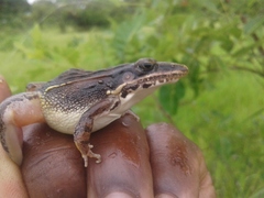 Ptychadena mossambica