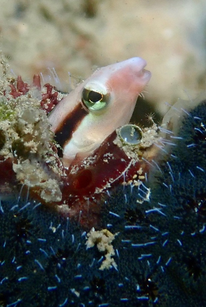 Lance blenny