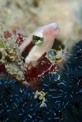 Aspidontus dussumieri