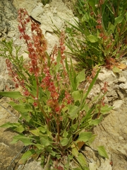 Rumex cyprius
