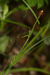Carex subebracteata