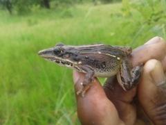 Ptychadena mossambica