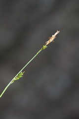 Carex subebracteata