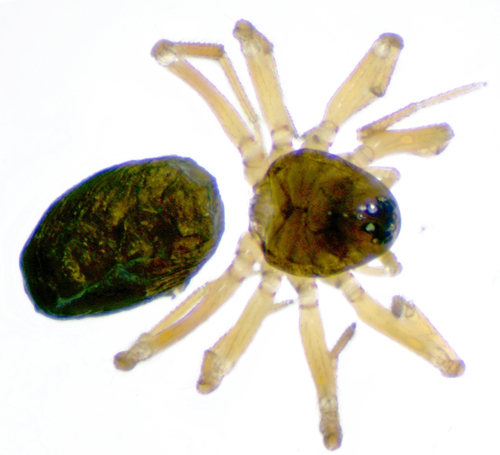 Semljicola obtusus