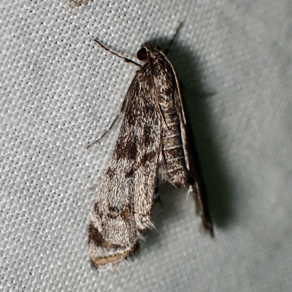 Schaeffer's Petrophila