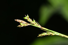 Carex subebracteata