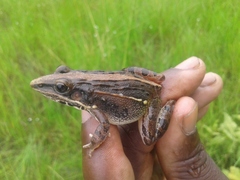 Ptychadena mossambica