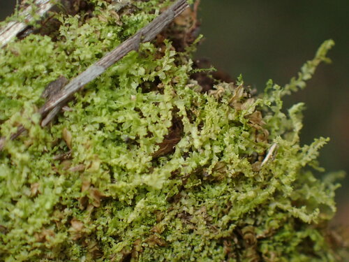Image of Lophocolea minor by no rights reserved