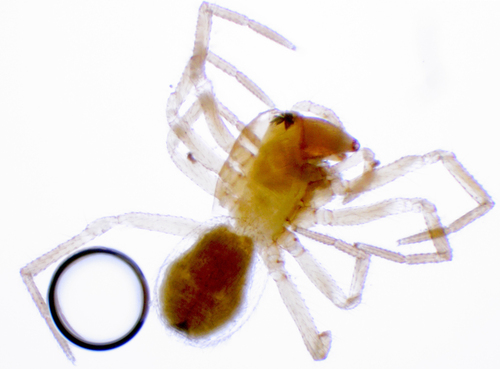Sisicus apertus