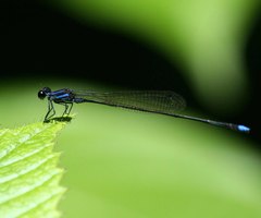 Prodasineura laidlawii