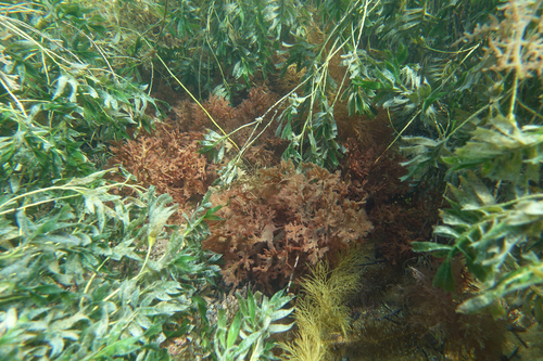 Haloplegma preissii, 2019-03-01