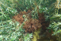 Haloplegma preissii