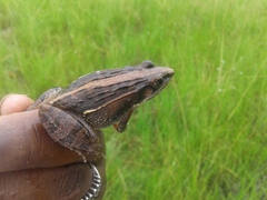 Ptychadena mossambica