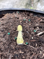 Leucocoprinus birnbaumii image