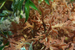 Haloplegma preissii