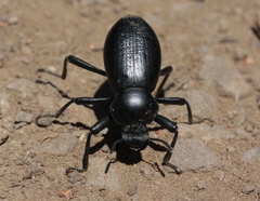 Coelocnemis magna