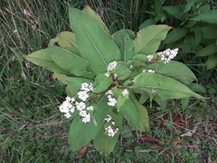 Koenigia polystachya