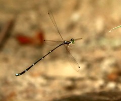 Protosticta trilobata