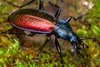 Carabus hispanus - Photo (c) Ludivine Lamare, some rights reserved (CC BY), uploaded by Ludivine Lamare