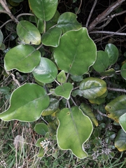 Brachyglottis rotundifolia rotundifolia