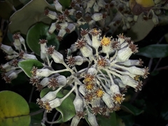 Brachyglottis rotundifolia rotundifolia