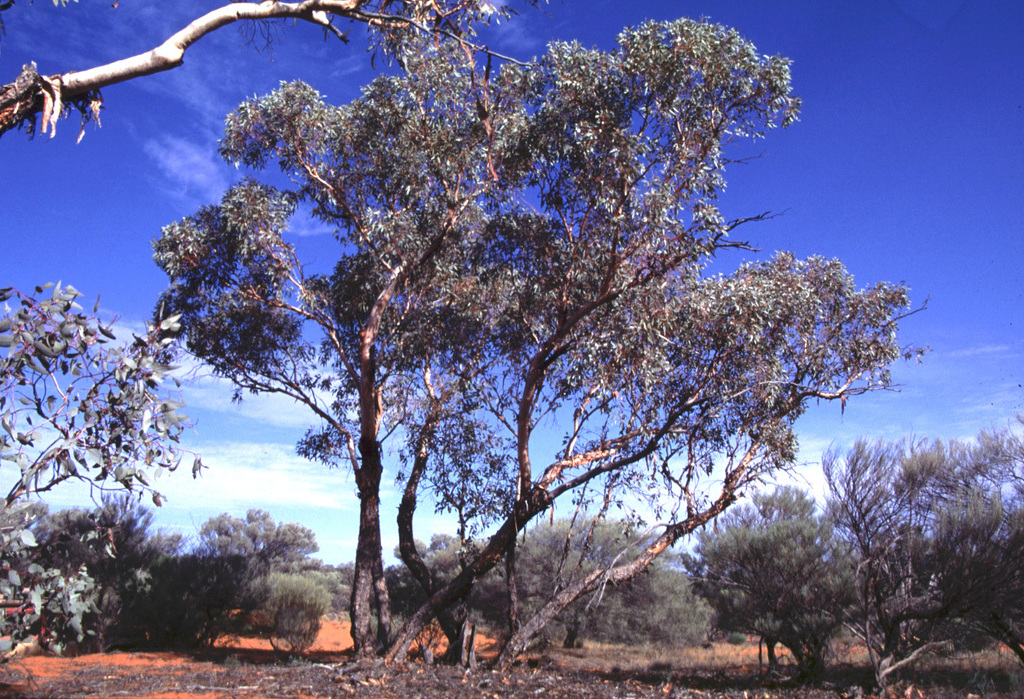 Eucalyptus infracorticata 3