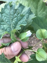 Physalis hederifolia