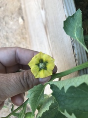 Physalis hederifolia