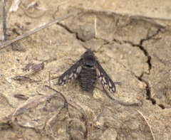 Conophorus fenestratus