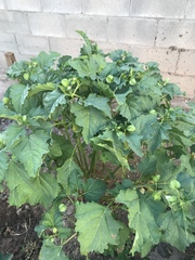 Physalis hederifolia