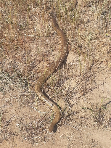 Eastern Brown Snake sighting