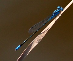 Pseudagrion australasiae