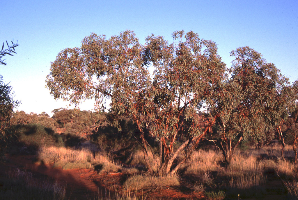 Eucalyptus infracorticata 4