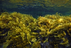 Cystophora moniliformis