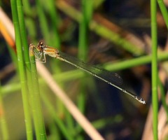 Pseudagrion australasiae
